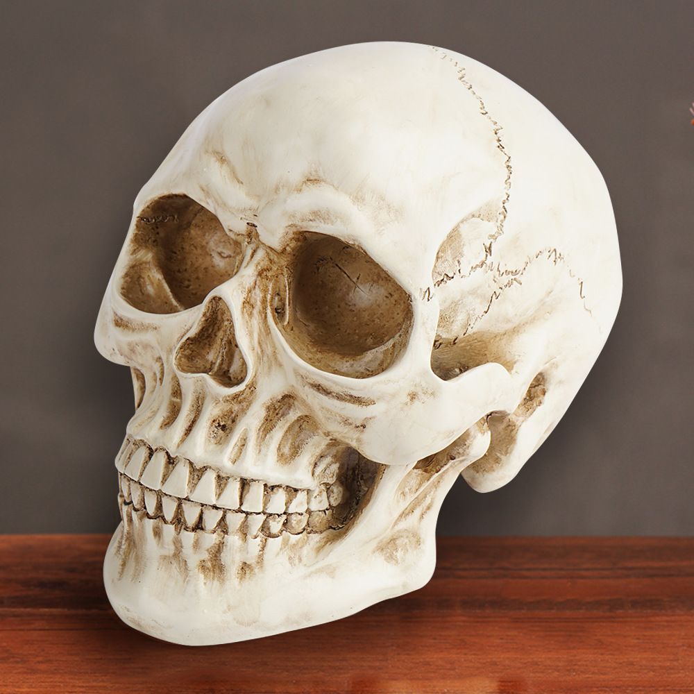 Life Size Human Skull Model 1:1 - Realistic, Halloween Human Skull Replica Model | Resin Human Skull Head Decoration Props-4