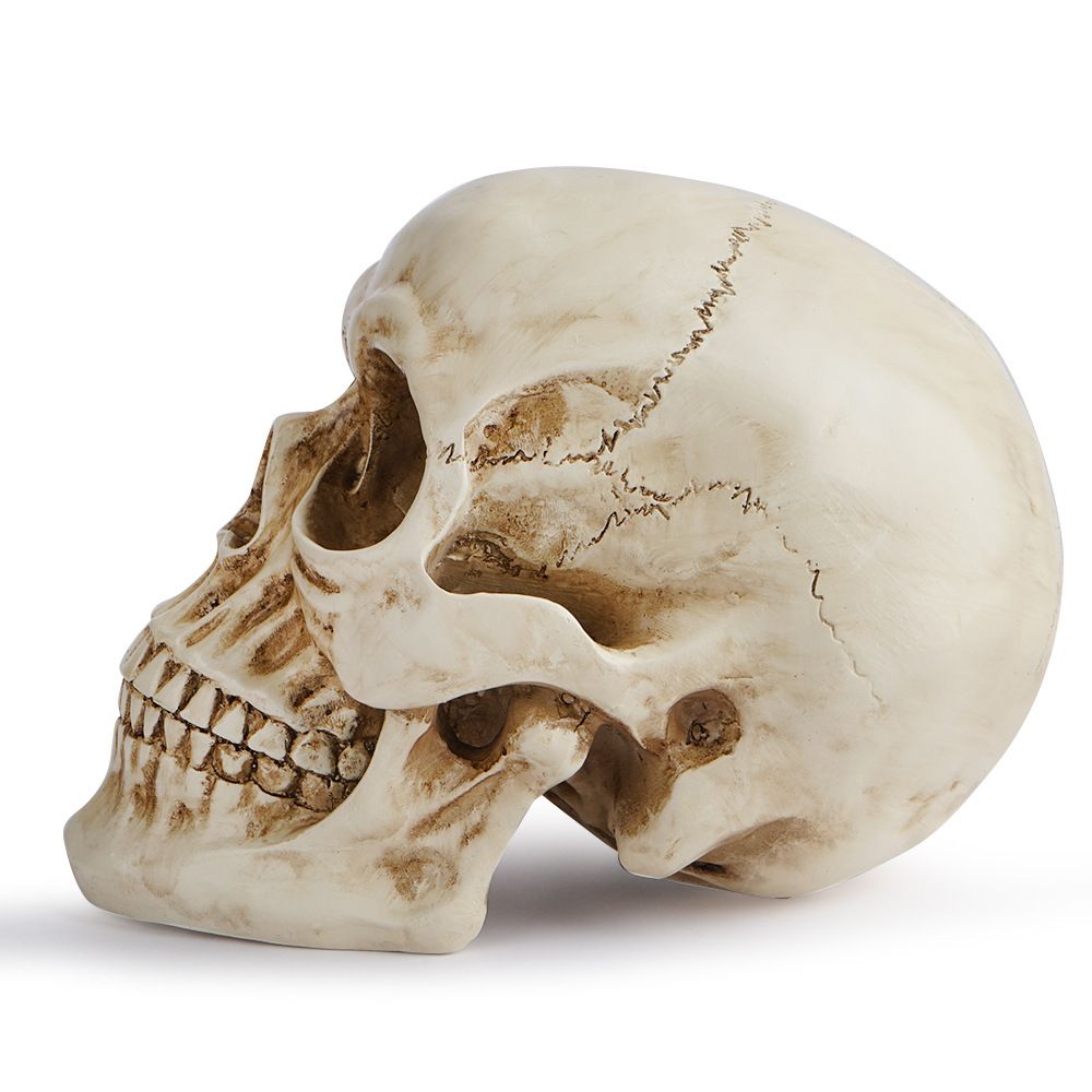 Life Size Human Skull Model 1:1 - Realistic, Halloween Human Skull Replica Model | Resin Human Skull Head Decoration Props-1