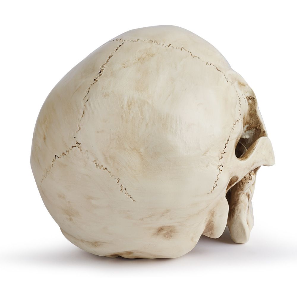 Life Size Human Skull Model 1:1 - Realistic, Halloween Human Skull Replica Model | Resin Human Skull Head Decoration Props-2