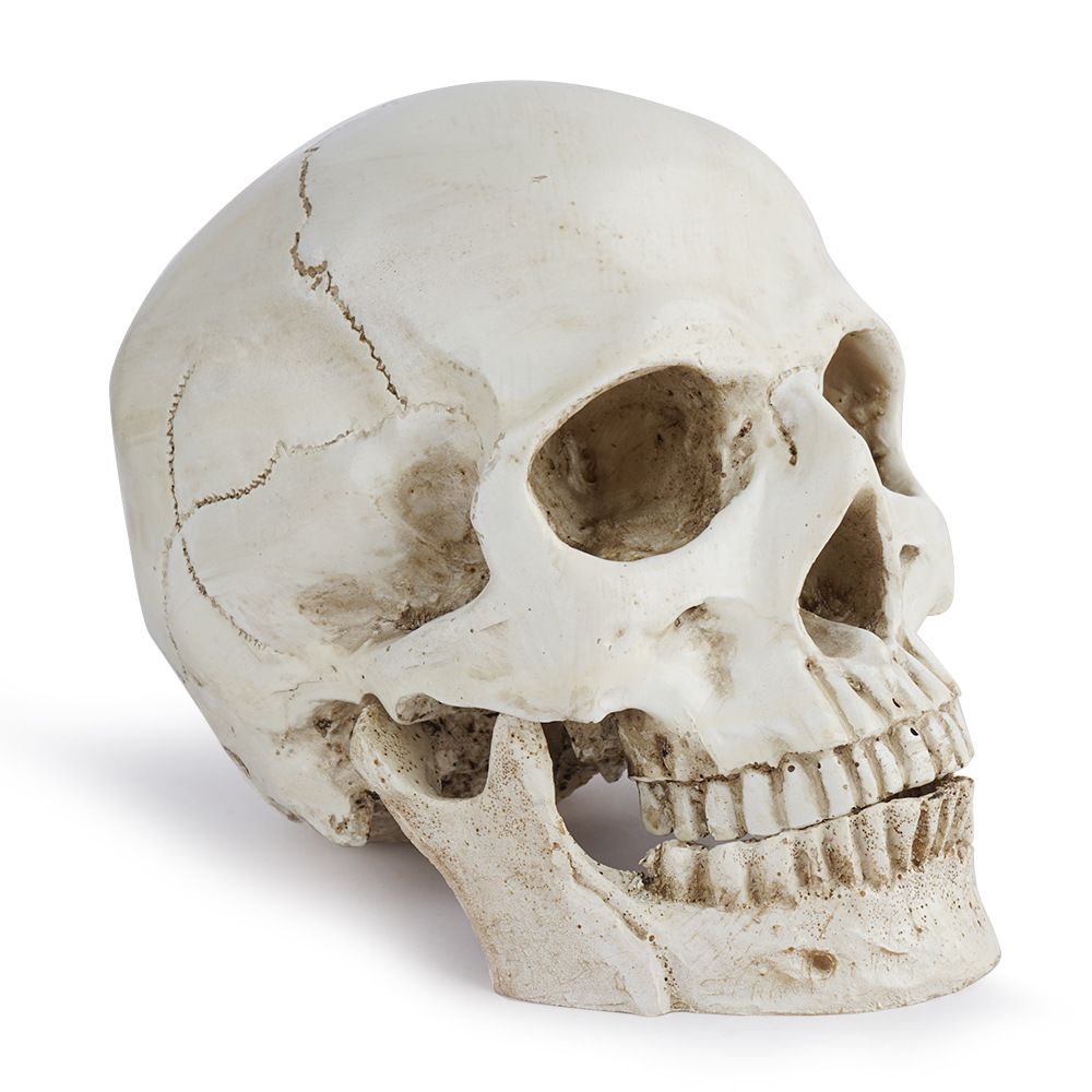 Life Size Human Skull Model 1:1 - Realistic, Halloween Human Skull Replica Model | Resin Human Skull Head Decoration Props-3